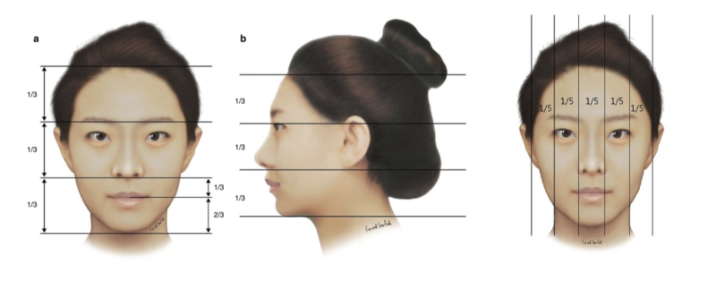 Hình minh họa tỷ lệ các thành phần trên gương mặt (hình minh họa từ internet)